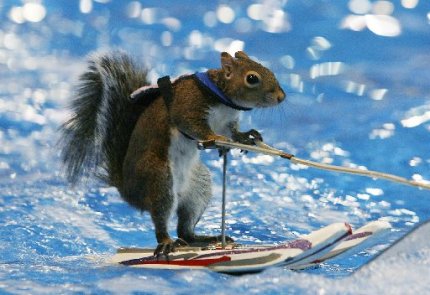 Waterskiing Squirrel